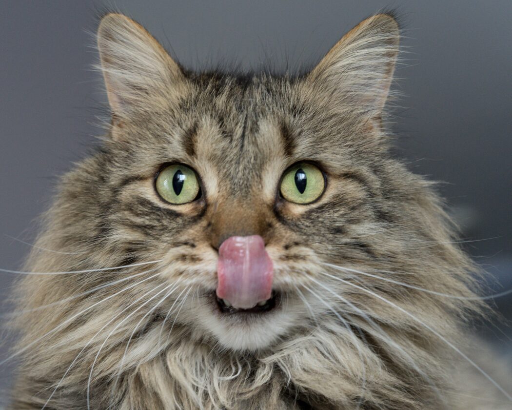 https://lmcdubai.com/wp-content/uploads/2024/03/The-Cat-Consultant-1050x840.jpg