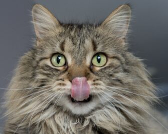 Introducing The Cat Consultant: Your Trusted Partner in Feline Behaviour Solutions